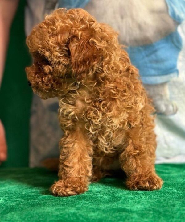 Kaisa Toy Poodle Kaisa Toy Poodle