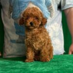 Kaisa-female-Toy-Poodle-puppy-for-sale-2