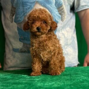 Kaisa Toy Poodle Kaisa Toy Poodle