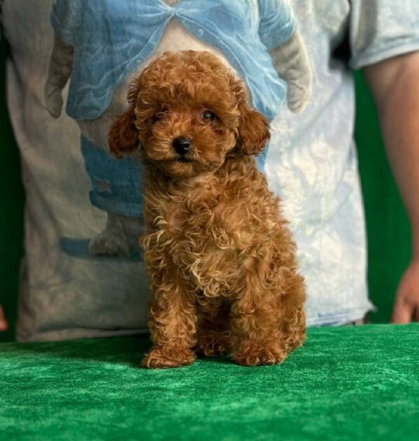 Kaisa Toy Poodle Kaisa Toy Poodle