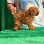 Kaisa-female-Toy-Poodle-puppy-for-sale-3