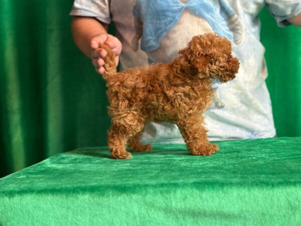 Kaisa Toy Poodle Kaisa Toy Poodle