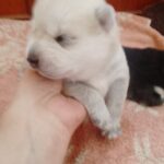 Karel-male-pomsky-puppy-for-sale-1 (1)