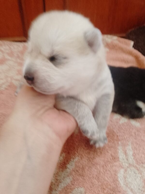 Karel Pomsky Karel Pomsky