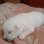 Karel-male-pomsky-puppy-for-sale-1 (2)