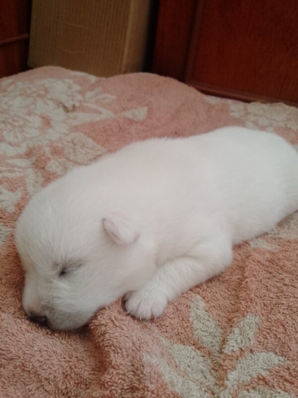 Karel Pomsky Karel Pomsky