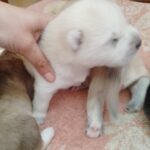 Karel-male-pomsky-puppy-for-sale-1 (3)