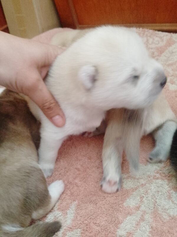 Karel Pomsky Karel Pomsky