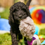 Karhu-male-barbet-puppy-for-sale- (1)