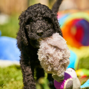 Karhu Barbet Karhu Barbet