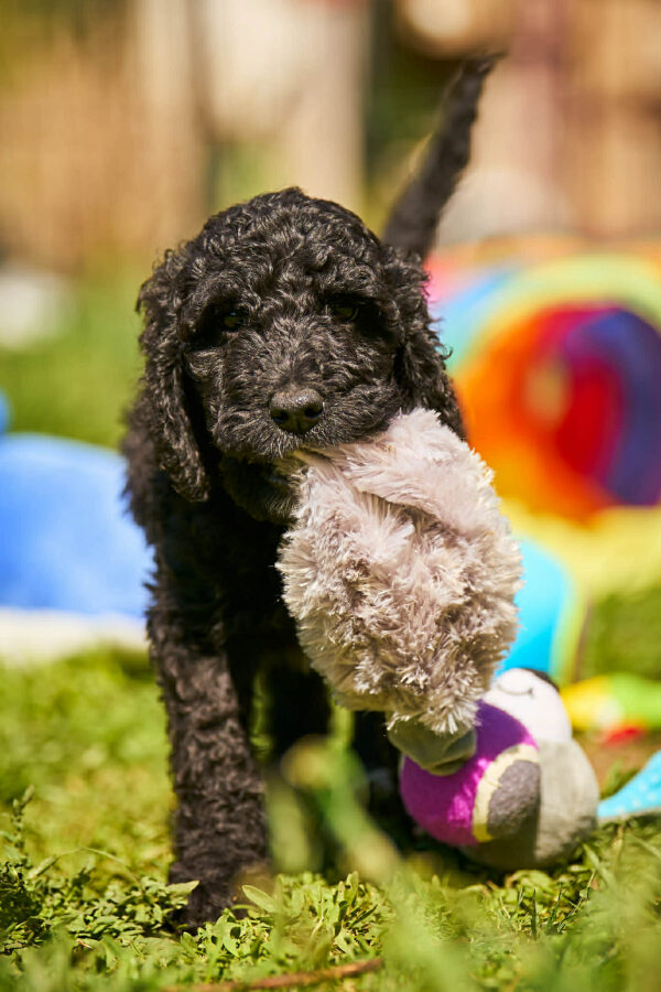 Karhu Barbet Karhu Barbet