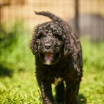 Karhu-male-barbet-puppy-for-sale- (2)