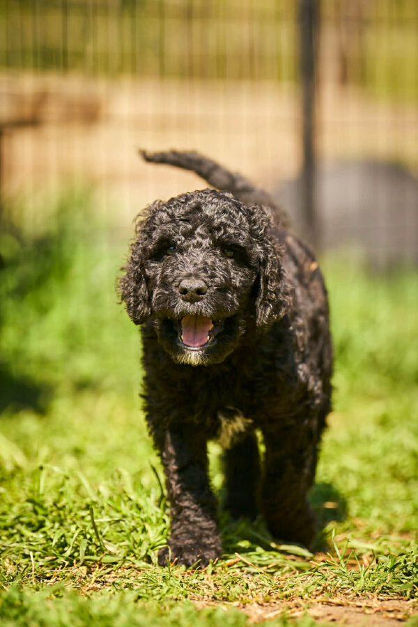 Karhu Barbet Karhu Barbet