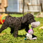 Karhu-male-barbet-puppy-for-sale- (3)