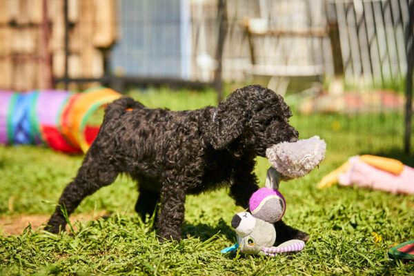 Karhu Barbet Karhu Barbet