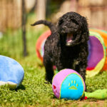 Karhu-male-barbet-puppy-for-sale- (4)