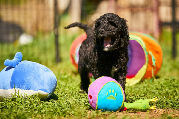 Karhu Barbet Karhu Barbet