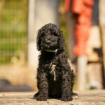 Karhu-male-barbet-puppy-for-sale- (5)