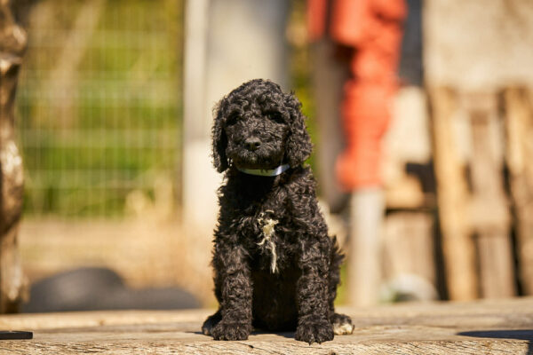 Karhu Barbet Karhu Barbet