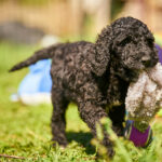 Karhu-male-barbet-puppy-for-sale- (7)