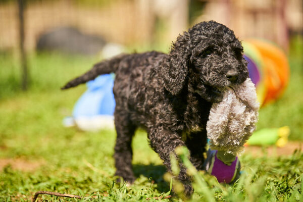 Karhu Barbet Karhu Barbet