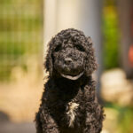 Karhu-male-barbet-puppy-for-sale- (8)