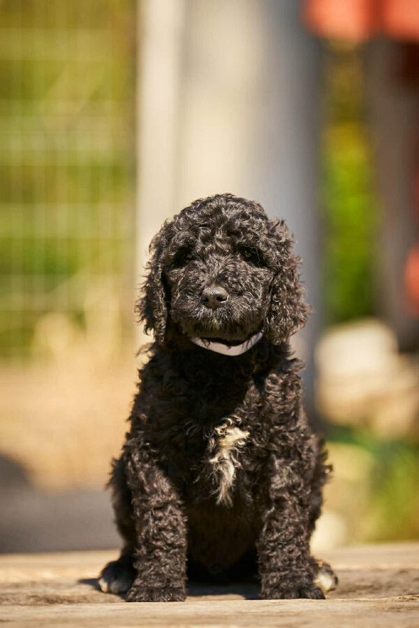 Karhu Barbet Karhu Barbet