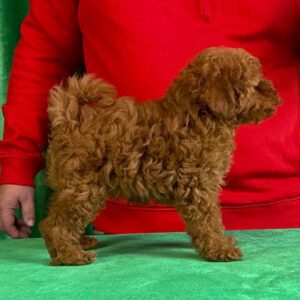 Kayra Toy Poodle Kayra Toy Poodle