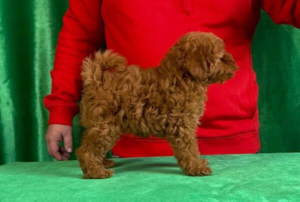 Kayra Toy Poodle Kayra Toy Poodle