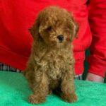 Kayra-female-Toy-Poodle-puppy-for-sale-2
