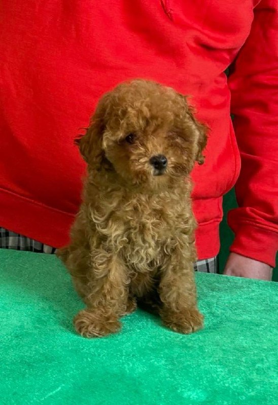 Kayra Toy Poodle Kayra Toy Poodle
