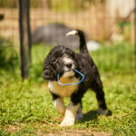 Keks-male-barbet-puppy-for-sale- (1)