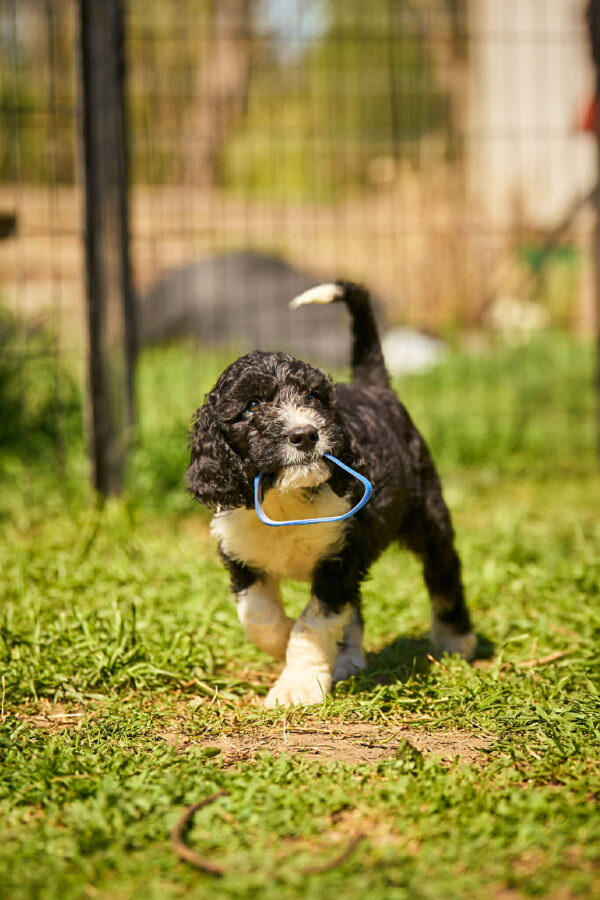 Keks Barbet Keks Barbet