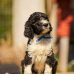 Keks-male-barbet-puppy-for-sale- (2)