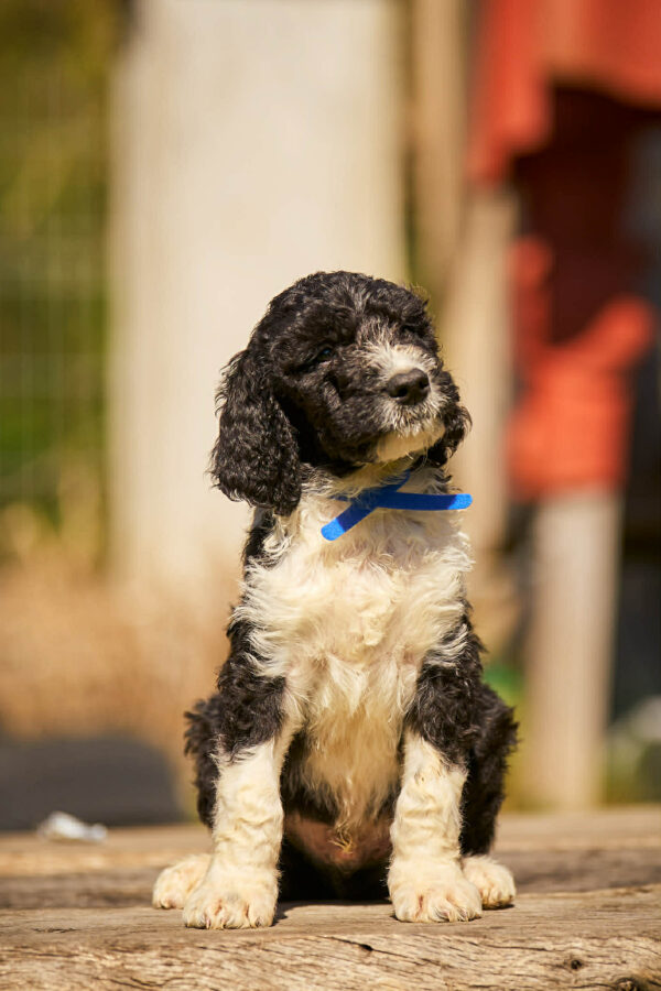 Keks Barbet Keks Barbet