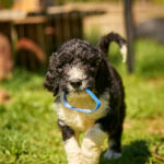 Keks-male-barbet-puppy-for-sale- (3)