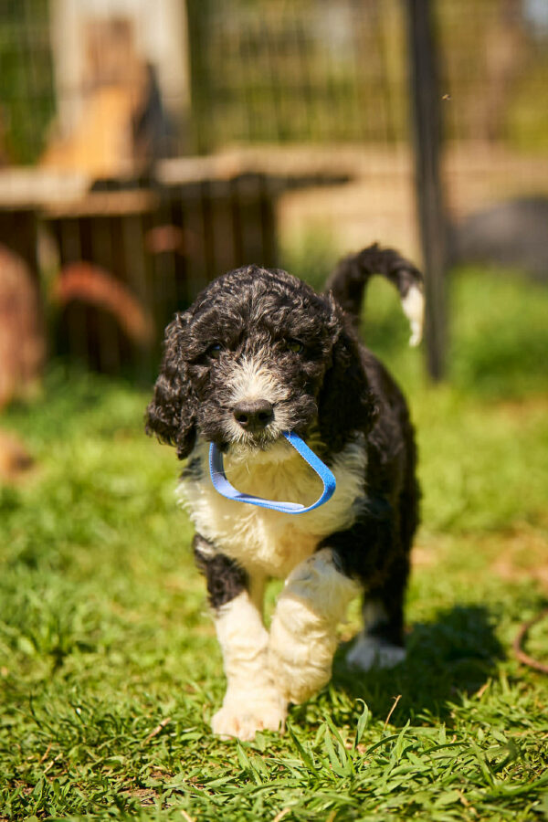 Keks Barbet Keks Barbet