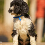 Keks-male-barbet-puppy-for-sale- (4)