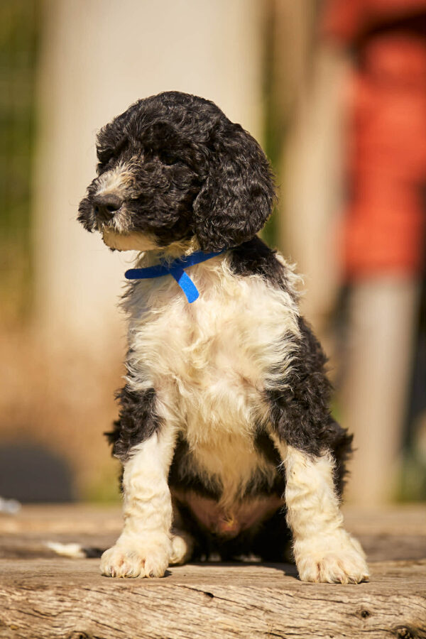 Keks Barbet Keks Barbet