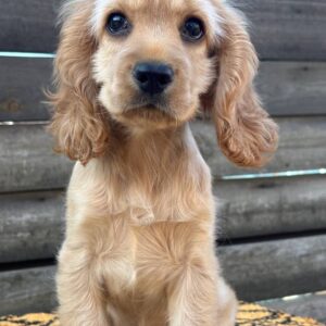 Kerri English Cocker Spaniel Kerri English Cocker Spaniel
