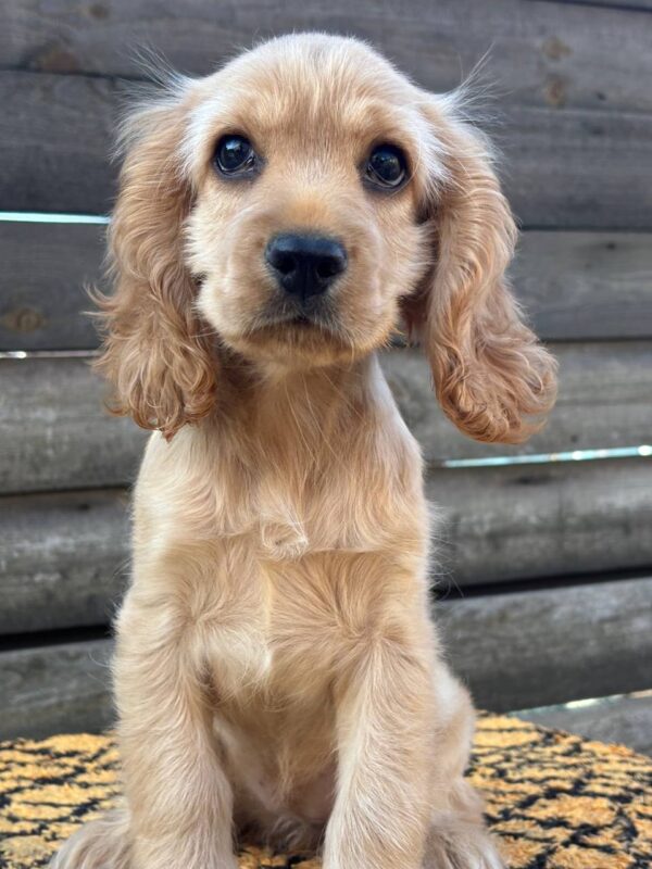 Kerri English Cocker Spaniel Kerri English Cocker Spaniel