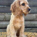 Kerri-female-English-Cocker-Spaniel-puppy-for-sale-2