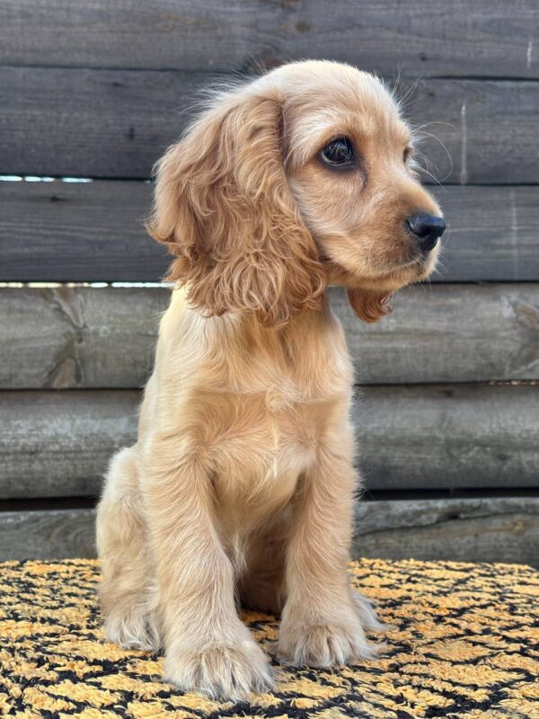 Kerri English Cocker Spaniel Kerri English Cocker Spaniel