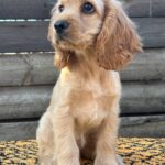 Kerri-female-English-Cocker-Spaniel-puppy-for-sale-3