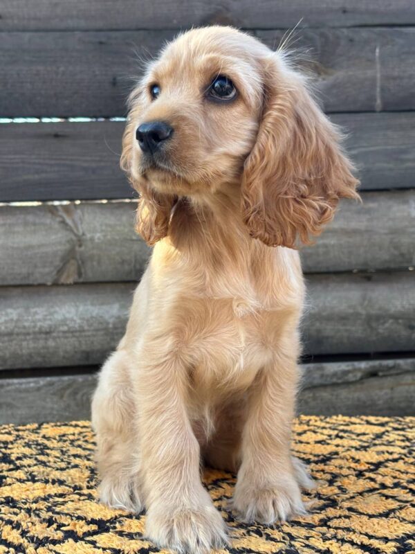 Kerri English Cocker Spaniel Kerri English Cocker Spaniel