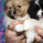 Kiko-male-Pomeranian puppy-for-sale-1