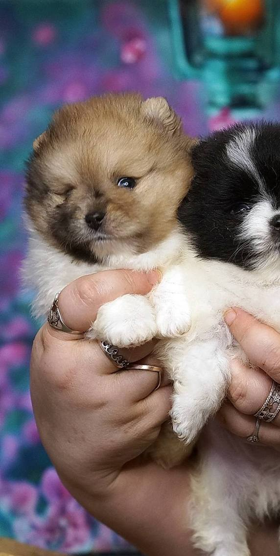 Kiko Pomeranian Kiko Pomeranian