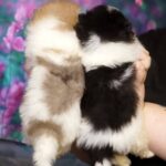 Kiko-male-Pomeranian puppy-for-sale-2