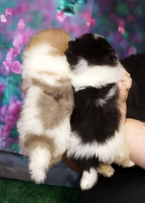 Kiko Pomeranian Kiko Pomeranian