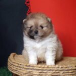 Kiko-male-Pomeranian puppy-for-sale-3